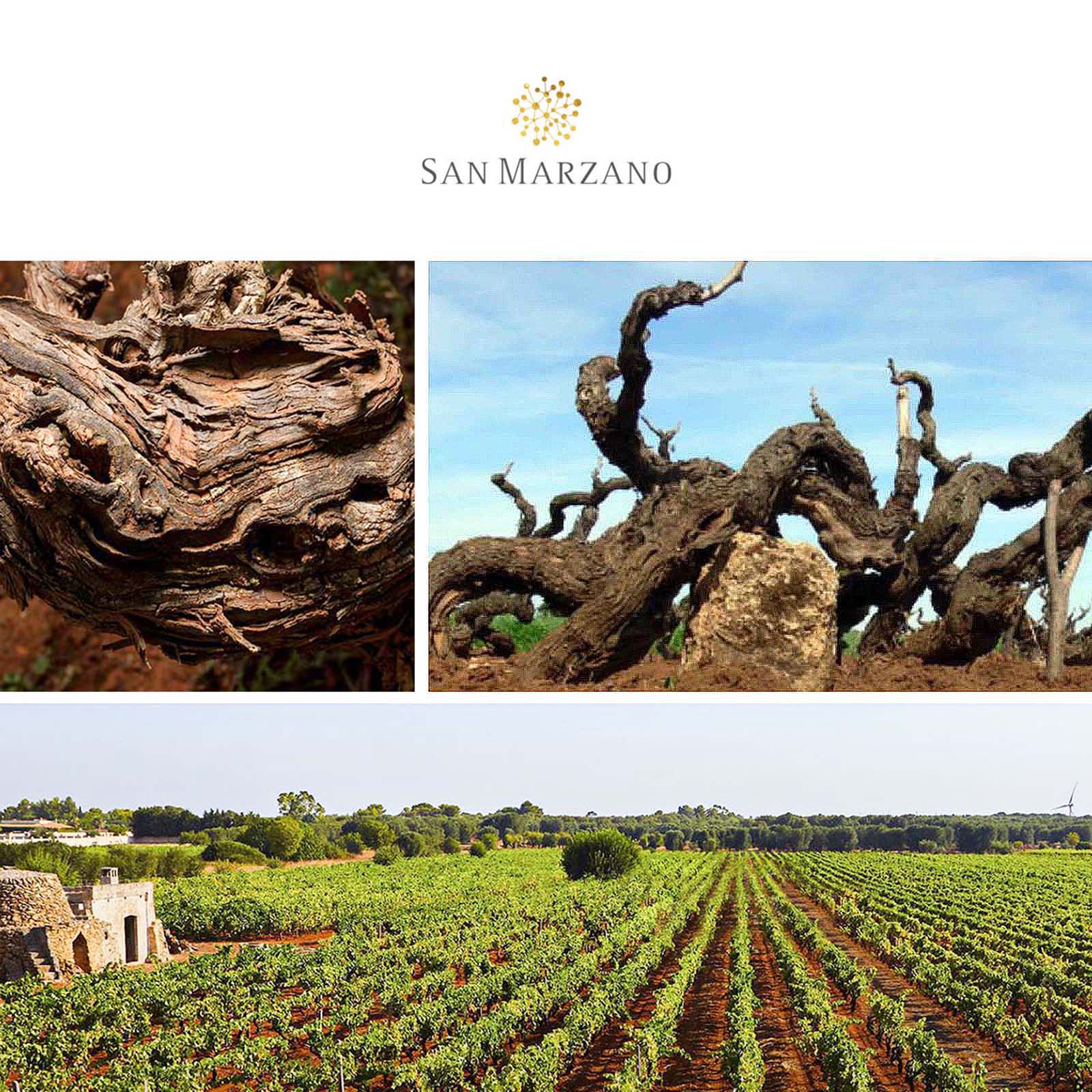 Salento Bianco 2024 Edda