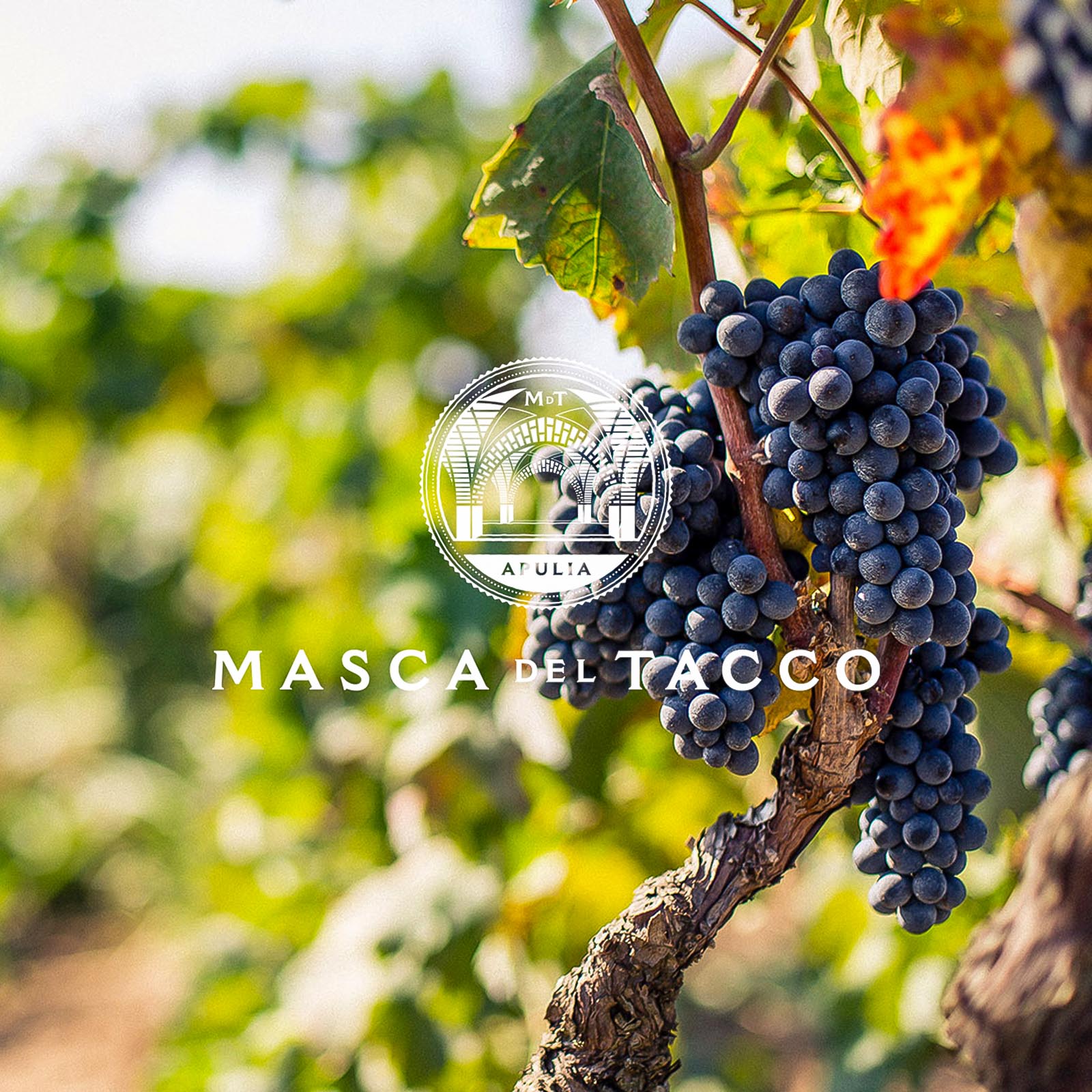 Primitivo di Manduria 2023 Lu Rappaio