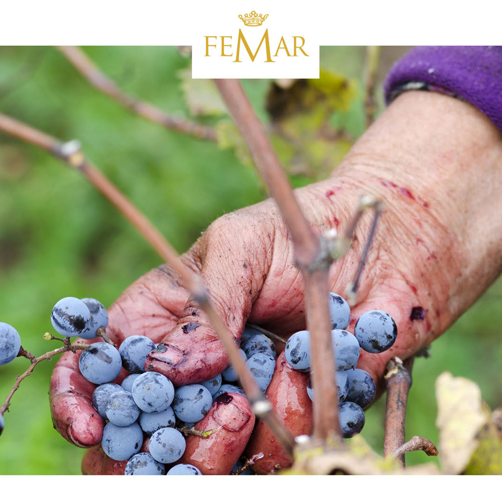 Primitivo 2025 Gran Appasso Collezione