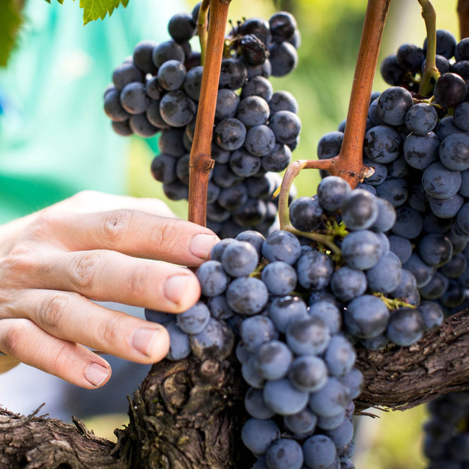 Aichberg Riserva 2021