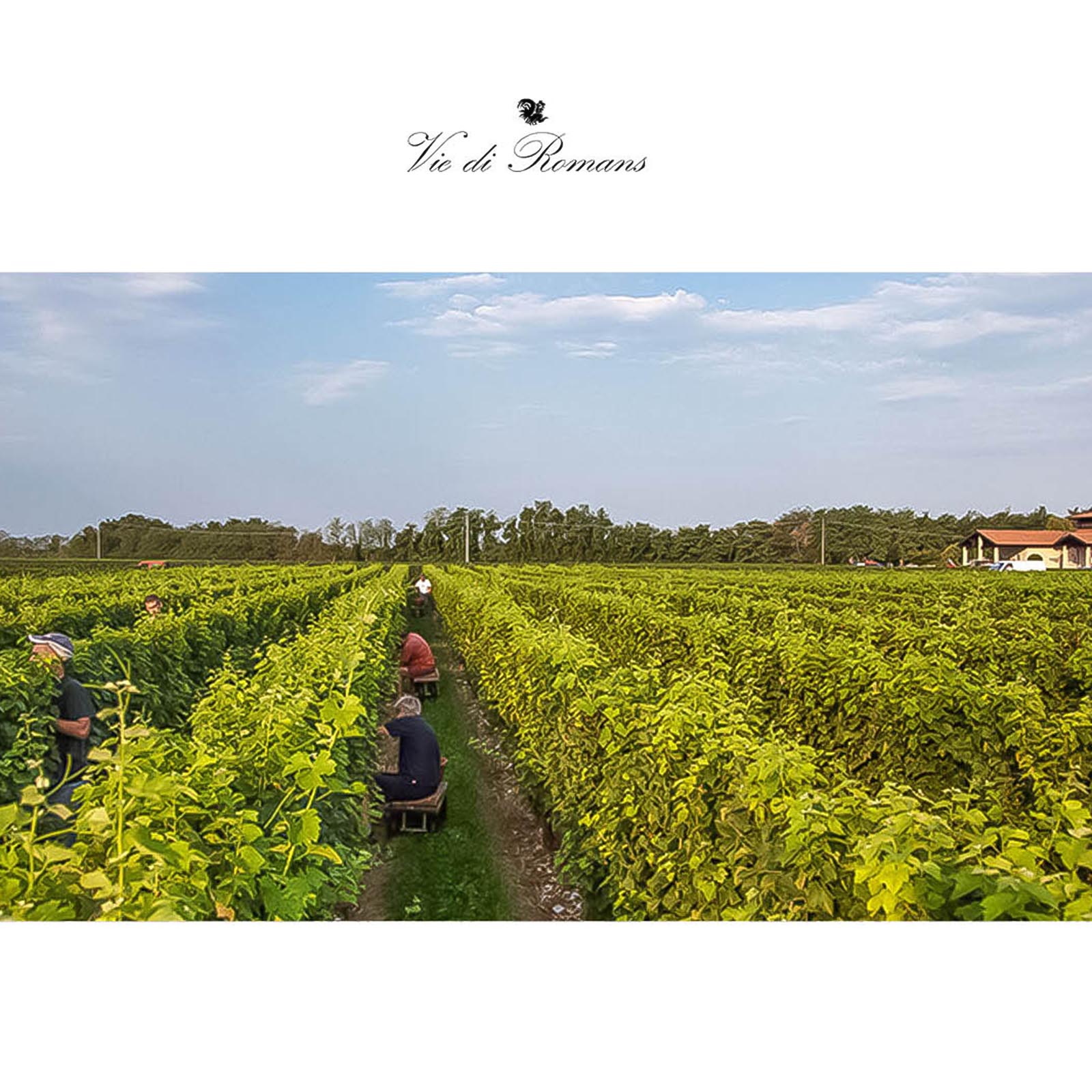 Pinot Grigio 2023 Dessimis