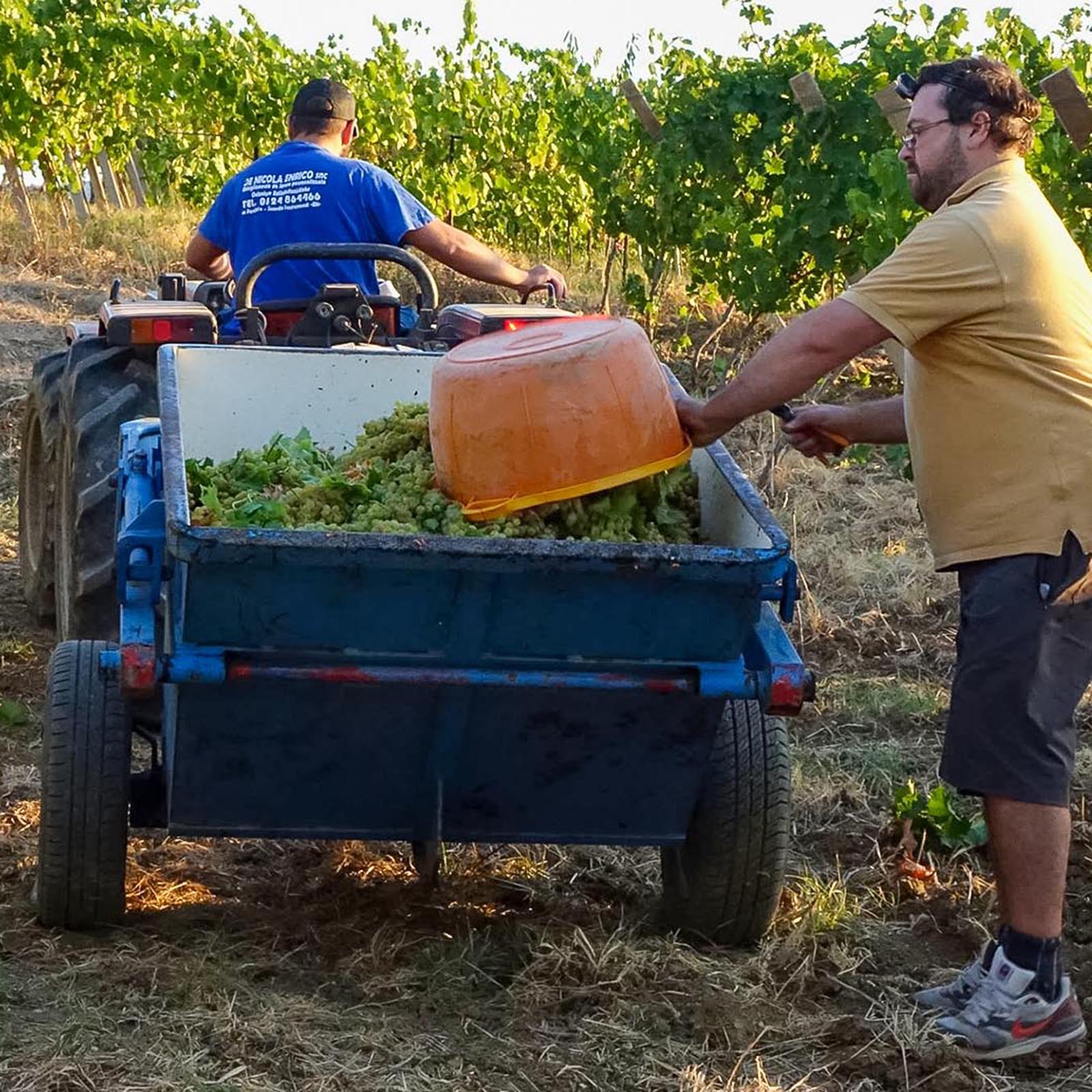Falanghina Spumante Anima Lavica Brut