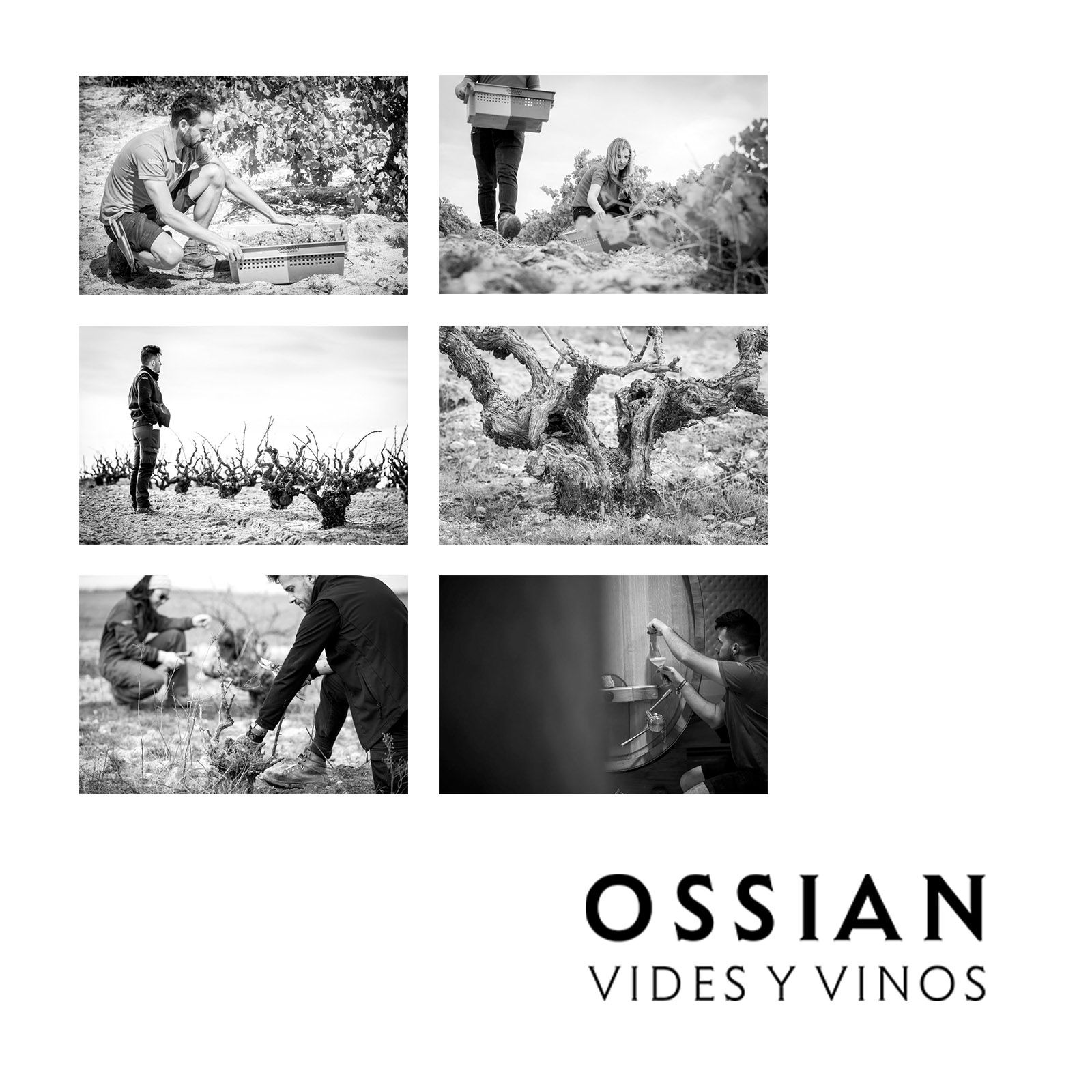 Verdejo 2022 Ossian Bio