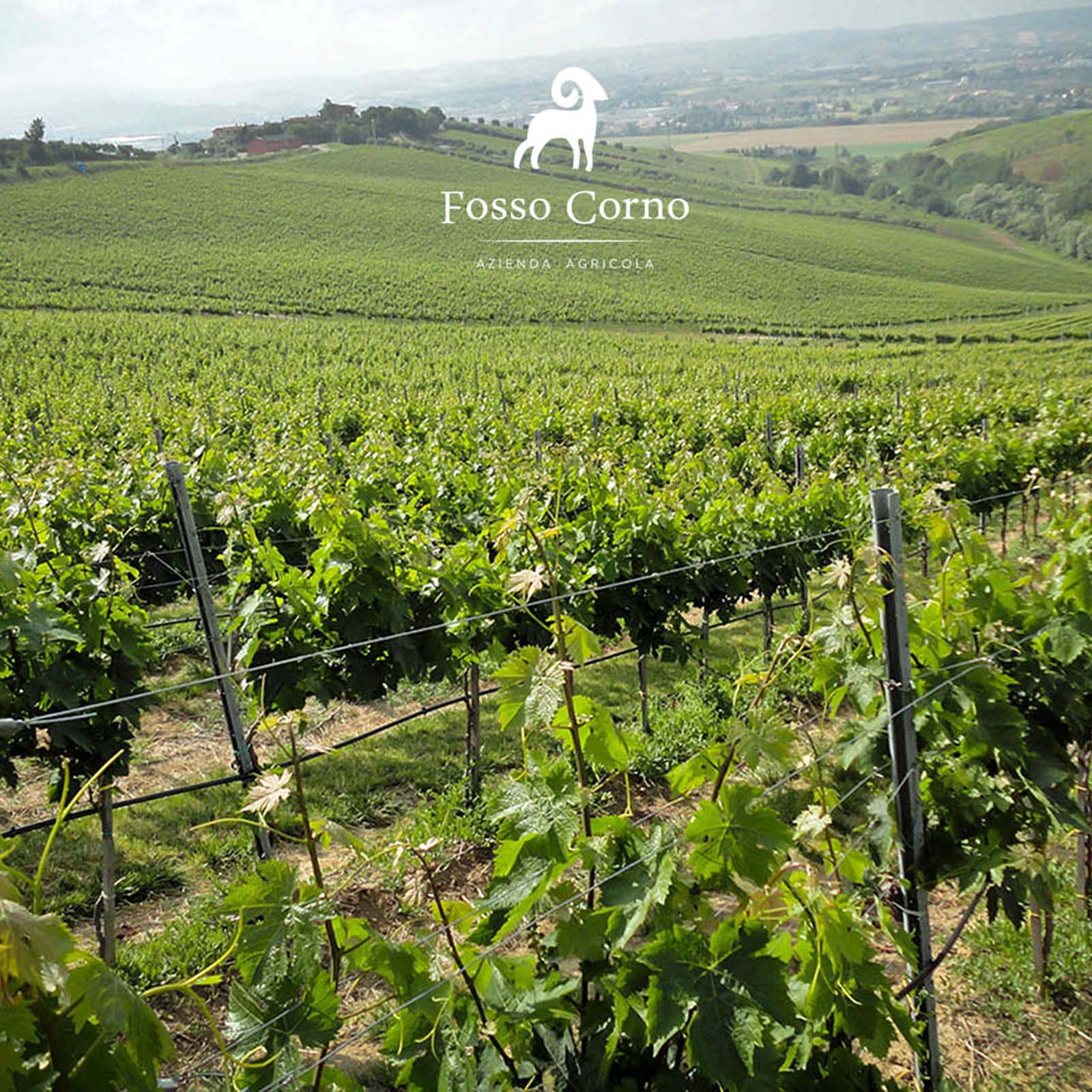 Montepulciano d'Abruzzo 2022 Il Grande Silenzio