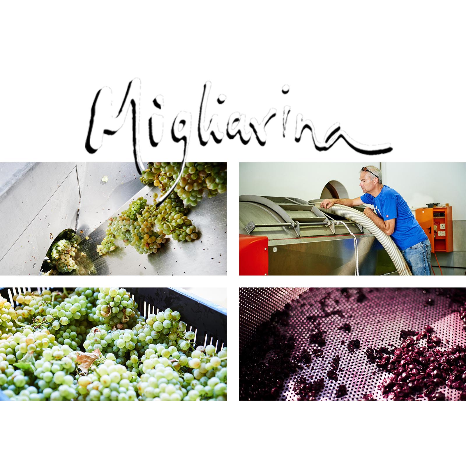 Chardonnay 2021 Bush Vine