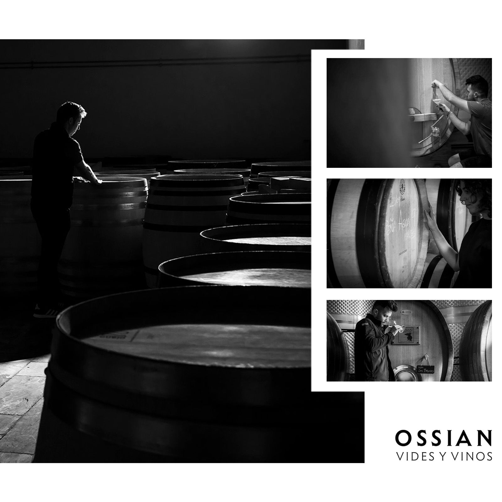 Verdejo 2022 Ossian Bio
