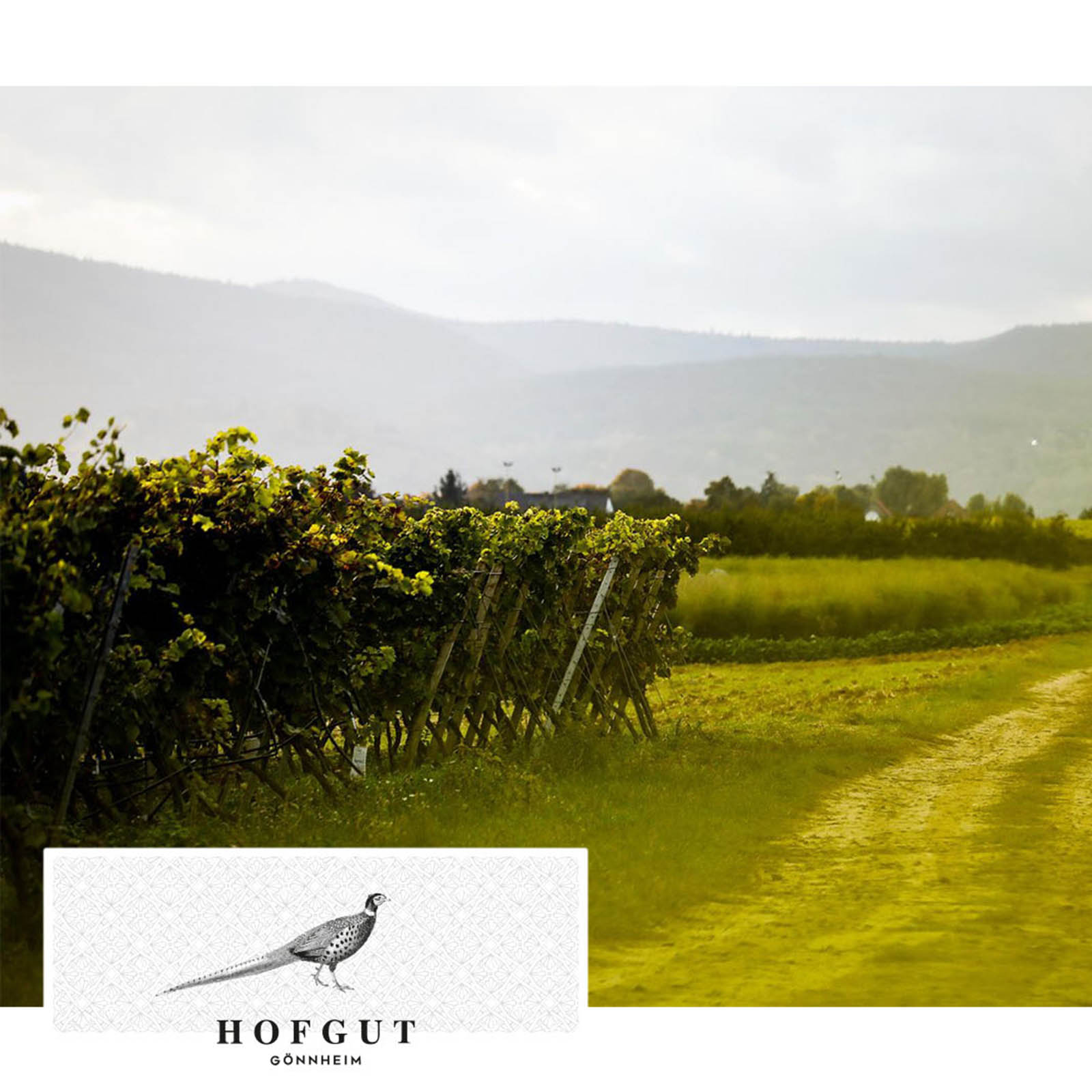 Weißburgunder 2024 Gönnheim Bio